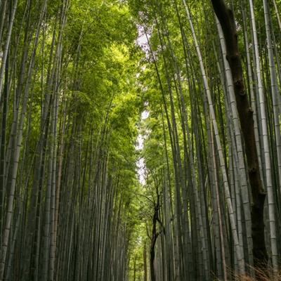 疯狂地鼠城赢红包版下载